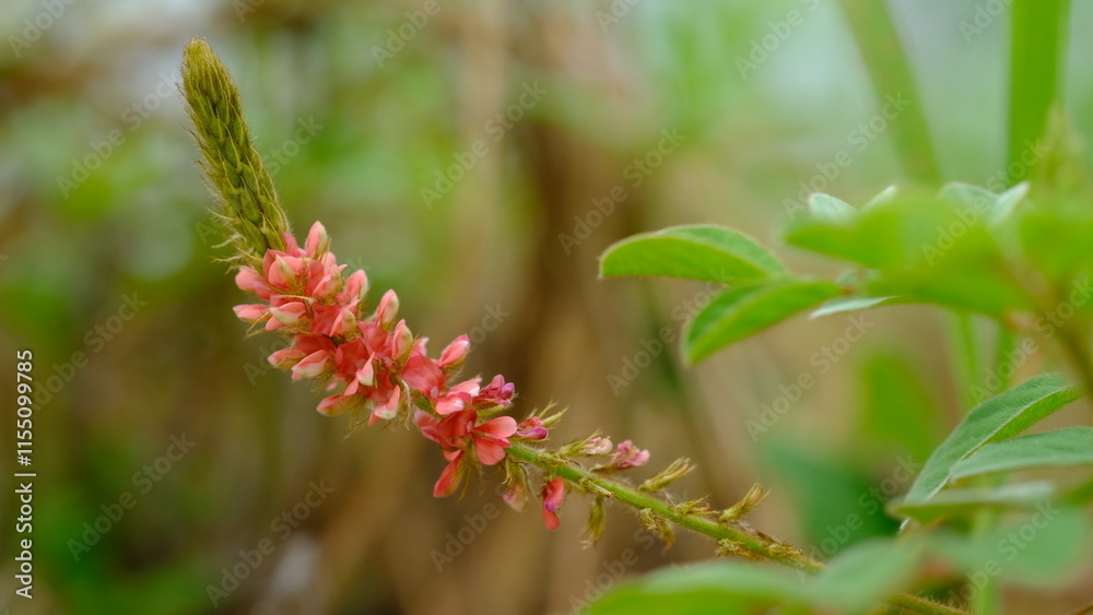 Flowers of Indigofera hirsuta or hairy indigo is a medicinal plant Flowers of Indigofera hirsuta or hairy indigo is a medicinal plant