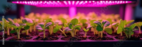 Microgreens growing under magenta LED lighting on a shelf, plantgrowth, shelf, growlight photo