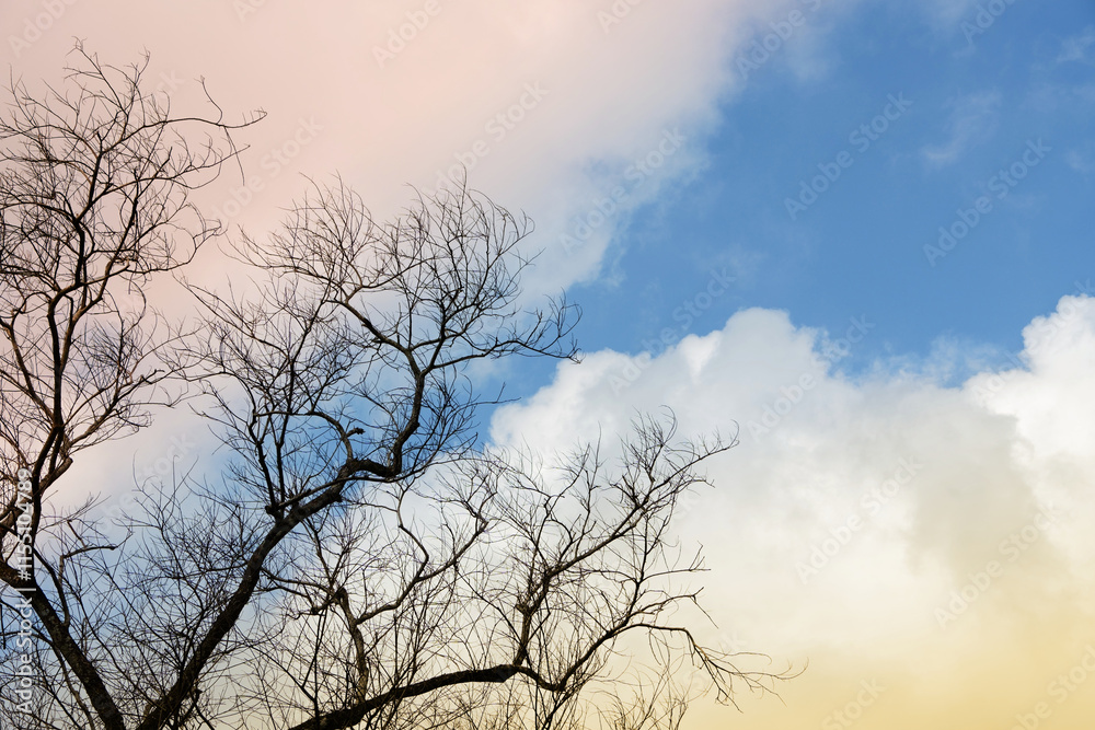Leafless tree is standing against evening big cloud in blue sky background. Leafless tree is standing against evening big cloud in blue sky background.