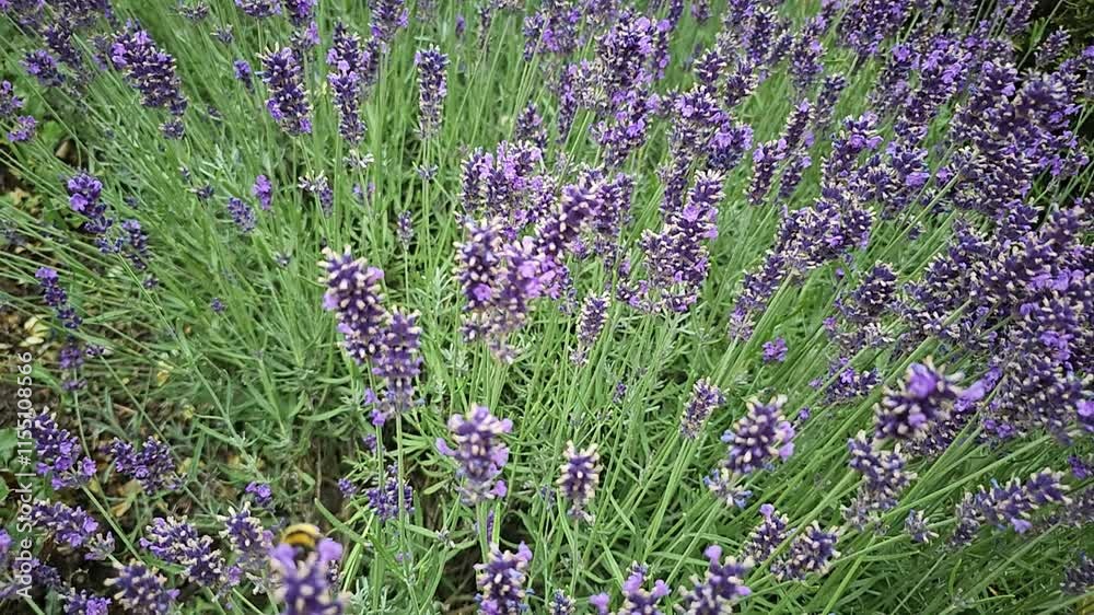 bee on lavender flower in the garden. Summer pollination by wild bees in a natural environment. Slow motion