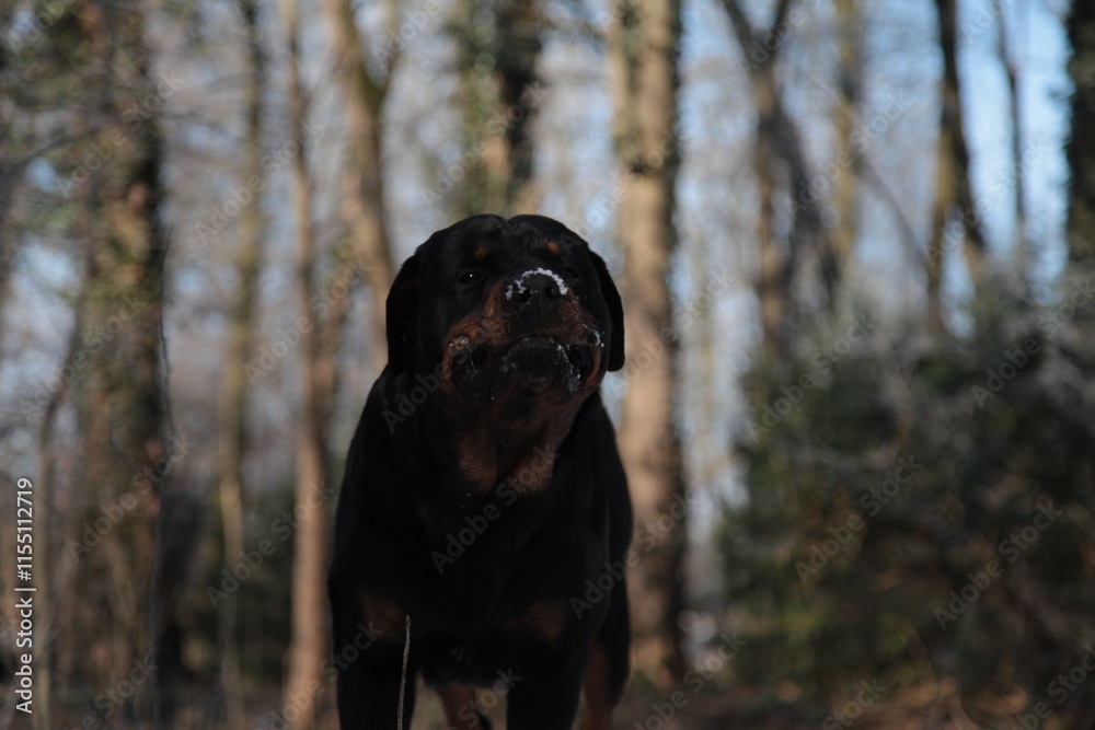 Rottweiler spielt im Winter mit Stock im Maul Rottweiler spielt im Winter mit Stock im Maul