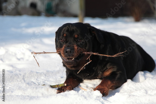 Rottweiler liegt im Schnee im Winter mit Stock und spielt photo