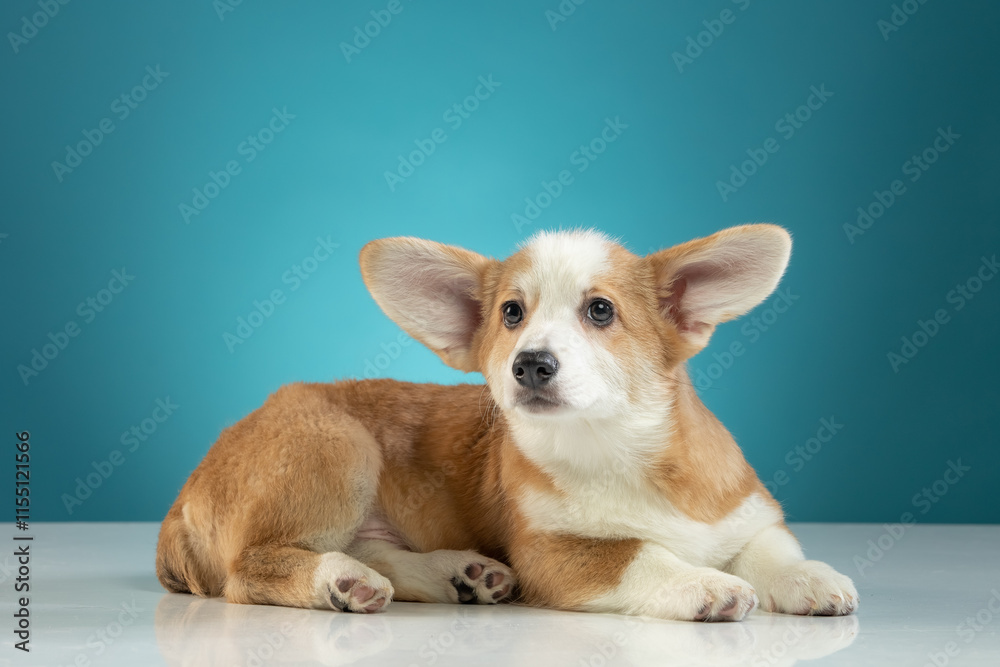 studio portrait of a Pembroke Welsh Corgi studio portrait of a Pembroke Welsh Corgi