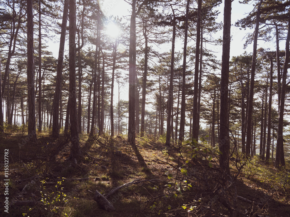 Fototapeta premium misty autumn forest