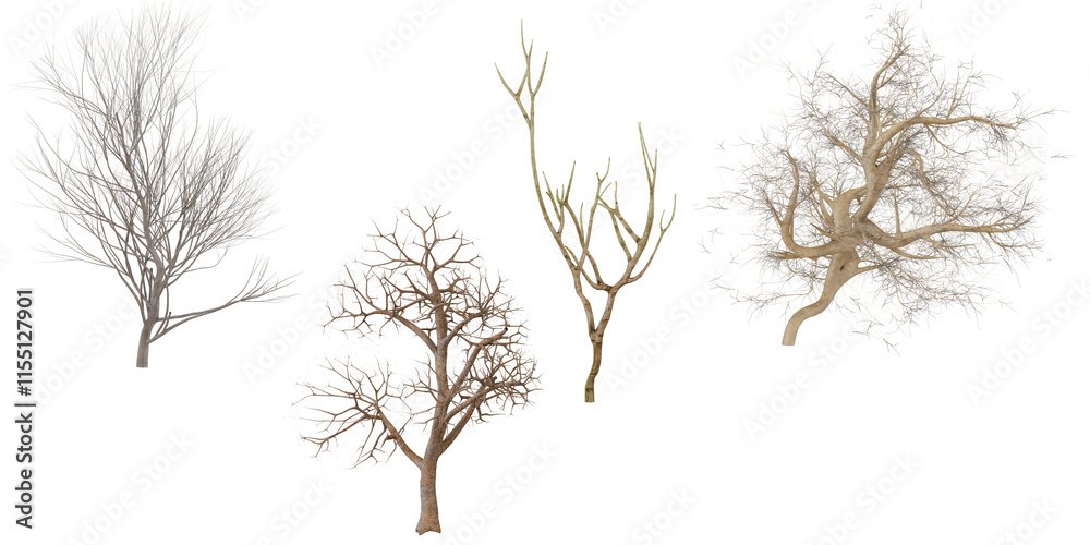 Obraz premium Collection of Dried Sea Fan Coral Branches