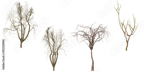 Four Bare Trees Winter Branches photo