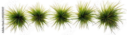 New zealand hair sedge trees shape top view PNG
