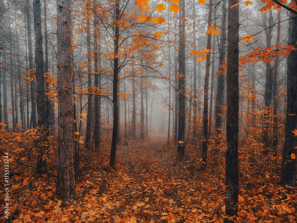Fototapeta premium misty autumn forest
