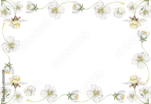 Cherry sakura white flower and bud on stems, hand drawn in watercolor, apple blossom early spring wildflower botanical illustration. Isolated horizontal frame, for wedding, florist shop, scrapbooking