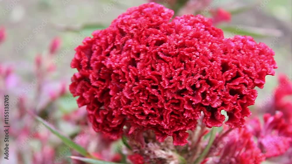 celosia cristata, Crested Cock's comb or Amaranth footage celosia cristata, Crested Cock's comb or Amaranth footage