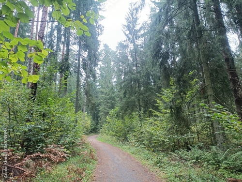 Kurtuvenai regional park during cloudy day. Pine tree forest. Footpath in woodland. Moss growing on soil. Some small grass and tress growing in woods. Summer season. Kurtuvenu regioninis parkas. photo