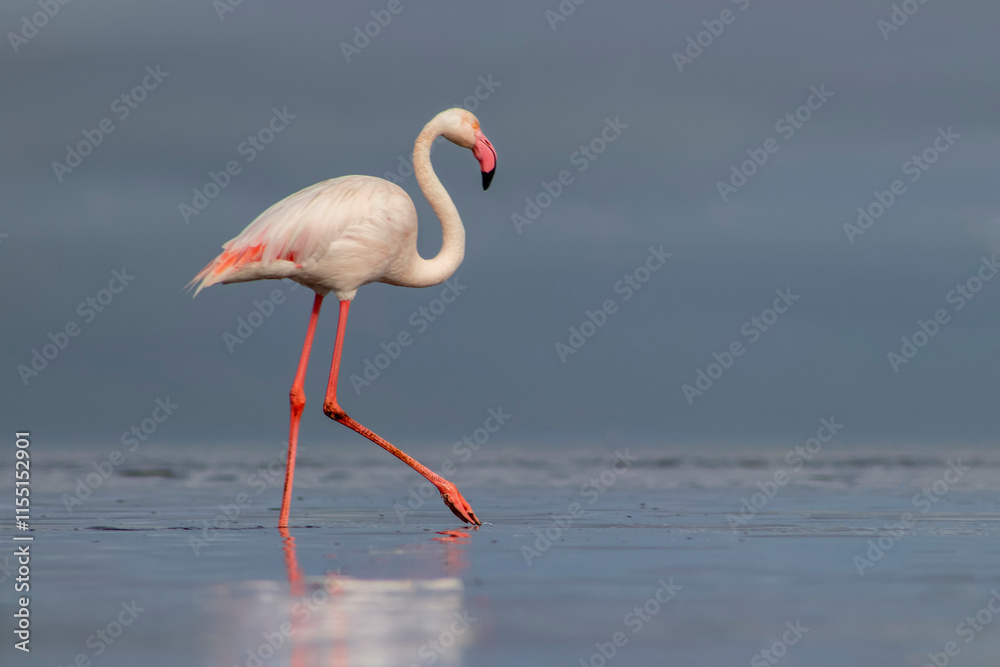 Obraz premium African wild birds. Lone great flamingo on the blue lagoon in the morning