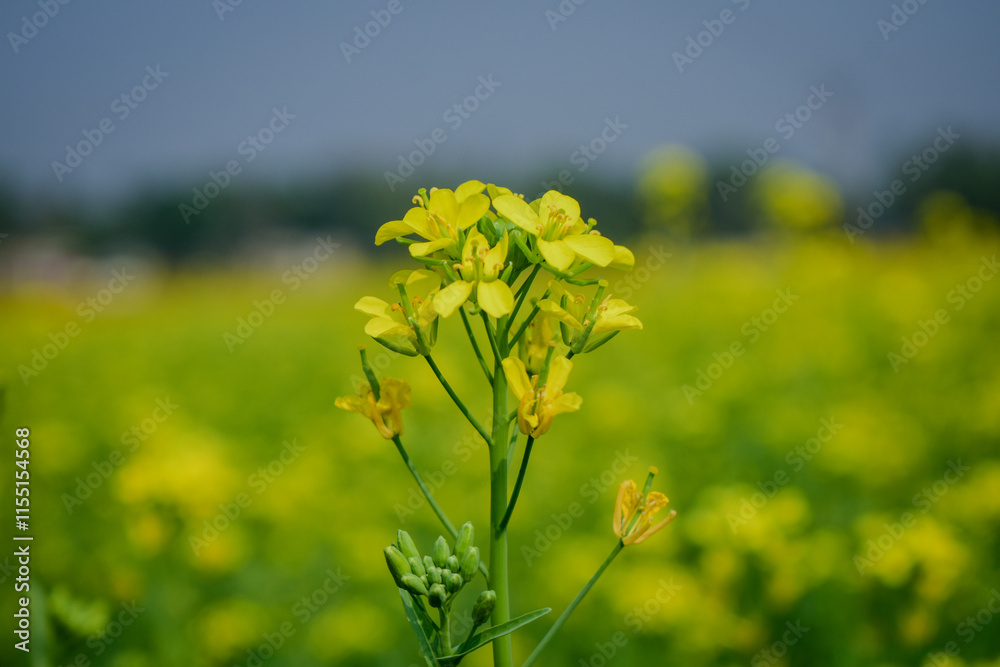Obraz premium Mustard Flower field of yellow rapeseed