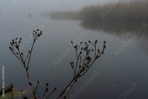 A dried flower branch against the background of the river surface is braided with a cobweb, drops of dew froze on the threads of the cobweb. In the distance, made of reeds is blurred through the fog. photo