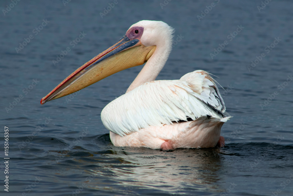 Great white pelican on a blue lagoon on a sunny morning Great white pelican on a blue lagoon on a sunny morning