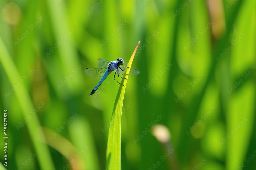 A delicate blue dragonfly perches on the edge of a short reed in a sunny garden scene, grass, blue dragonfly, greenery A delicate blue dragonfly perches on the edge of a short reed in a sunny garden scene, grass, blue dragonfly, greenery