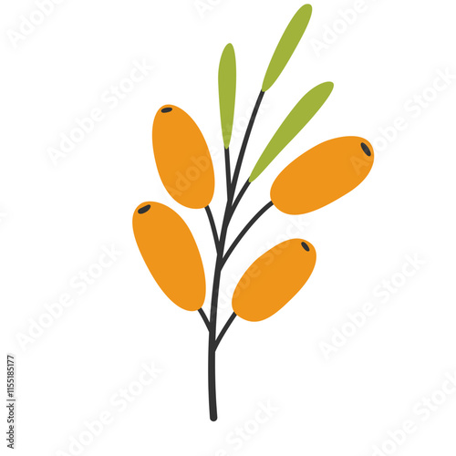 Hand drawn sea buckthorn twig, simple flat style. Wild forest berries