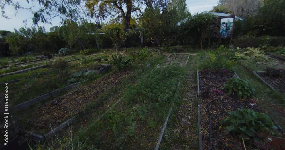Amazing slow motion wide shot of a large area of growing plants in an outdoor vegetable garden at sunset. Amazing slow motion wide shot of a large area of growing plants in an outdoor vegetable garden at sunset.
