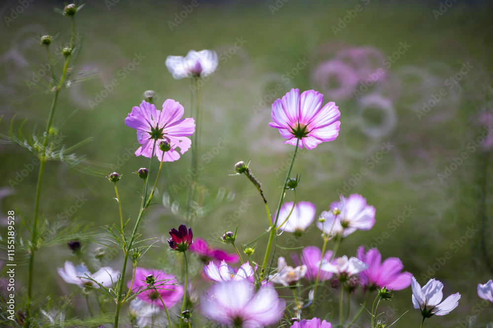 Fototapeta premium Cosmos blooming in the field