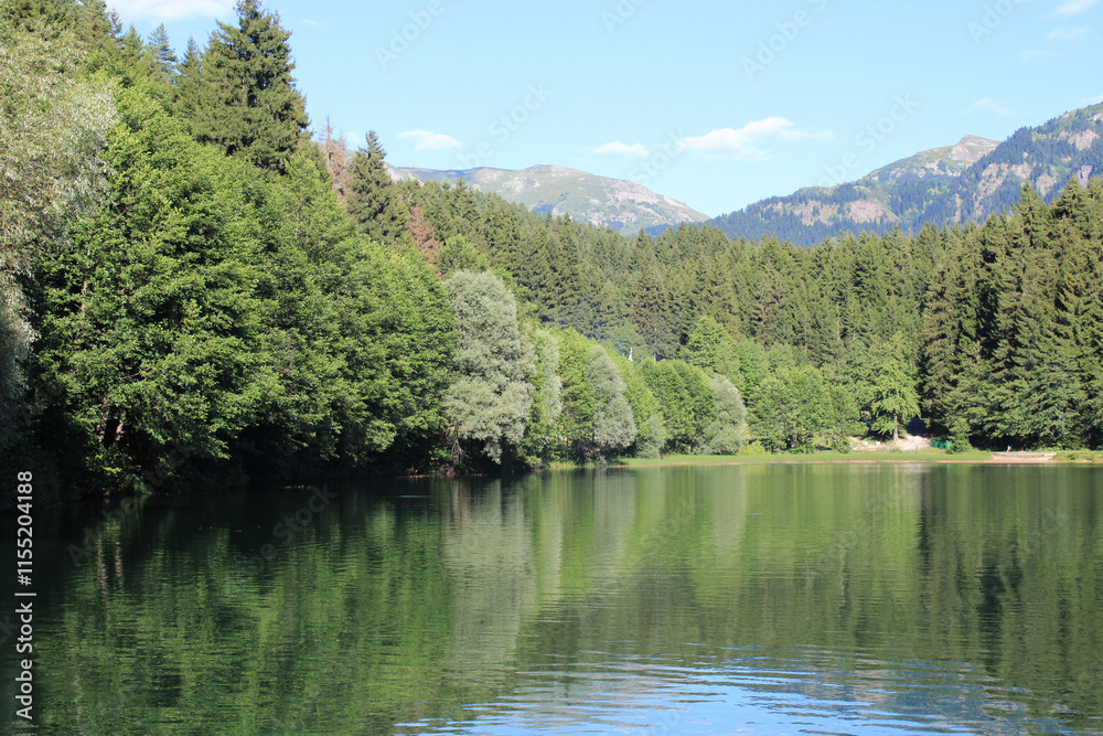 green trees forest landscape photo green trees forest landscape photo