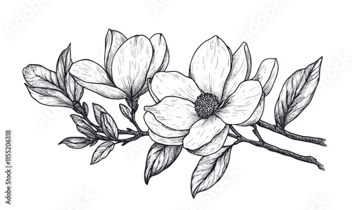 Intricate Hand Drawn Magnolia Flower Ink Sketch in Engraving Style Vector Illustration