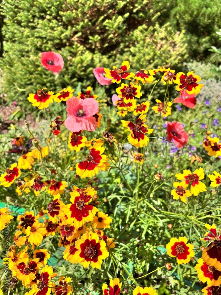 Fototapeta premium red and yellow Blooming Coreopsis in a summer flower garden. Floral background.