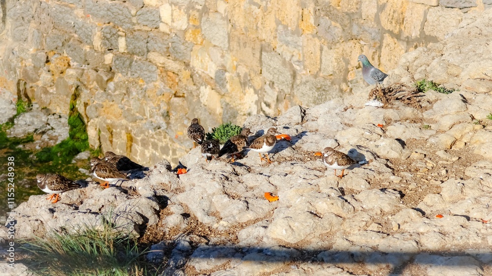 Fototapeta premium seagulls ruddy turnstone on the beach