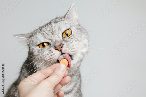 Cat is eating his treat, vitamin or supplement, copy space. Woman hand is giving a pill to cat.