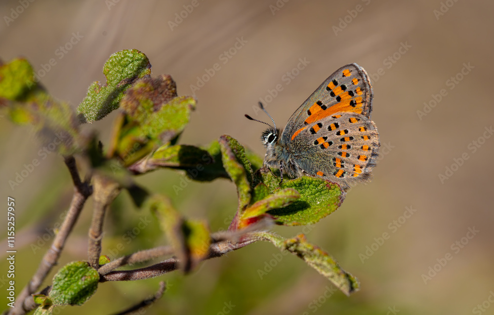 Akbes Poppy Butterfly (Tomares nesimachus) in its natural habitat in Izmir Yamanlar Mountain