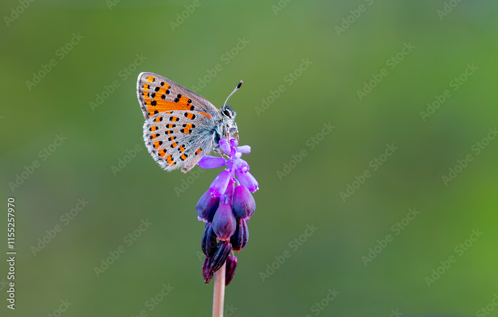 Akbes Poppy Butterfly (Tomares nesimachus) in its natural habitat in Izmir Yamanlar Mountain