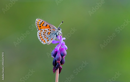 Akbes Poppy Butterfly (Tomares nesimachus) in its natural habitat in Izmir Yamanlar Mountain