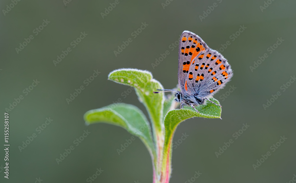 Akbes Poppy Butterfly (Tomares nesimachus) in its natural habitat in Izmir Yamanlar Mountain