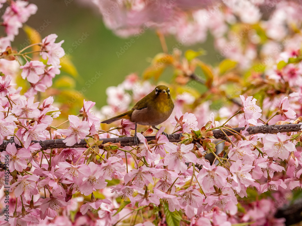 Japanese mountain white-eye in plum blossoms 1