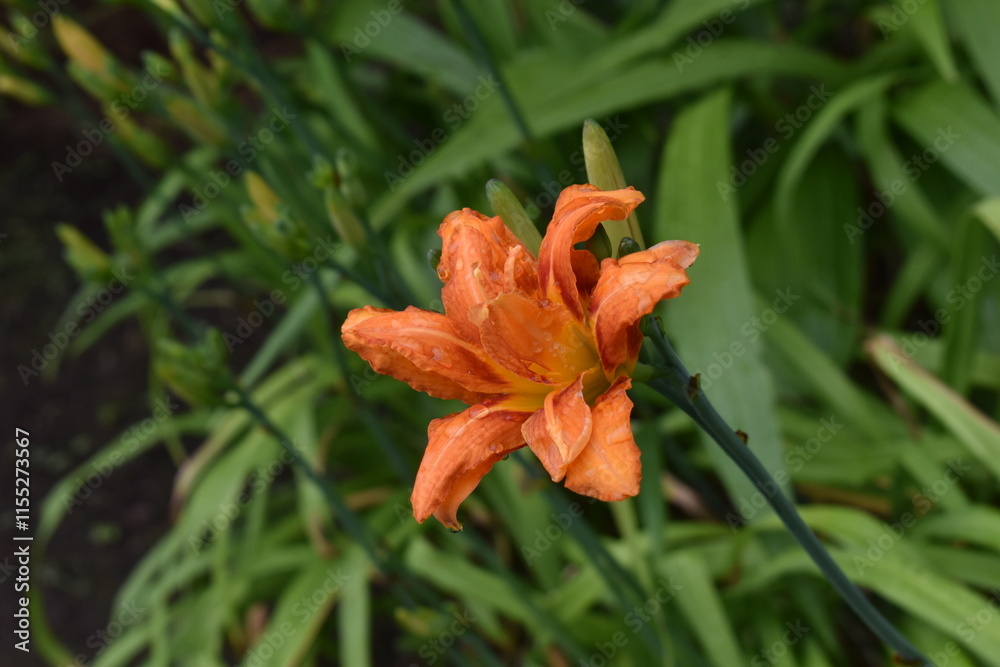 Flower Orange-16 Flower Orange-16