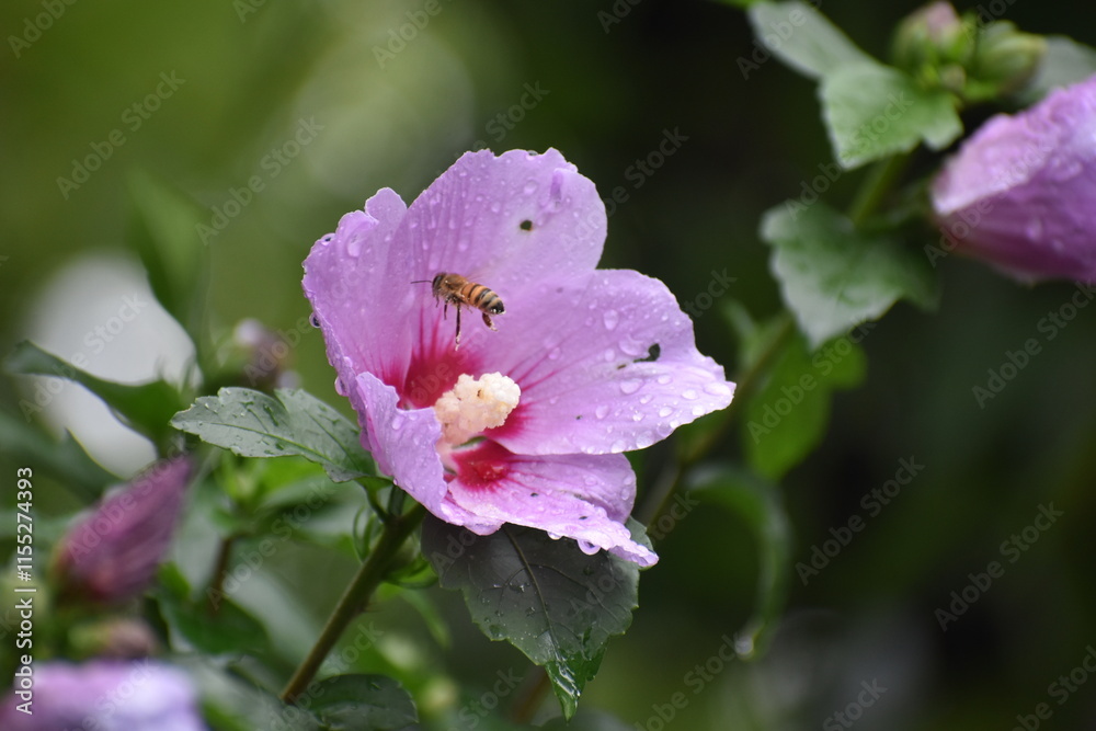 Obraz premium Flower Purple-35