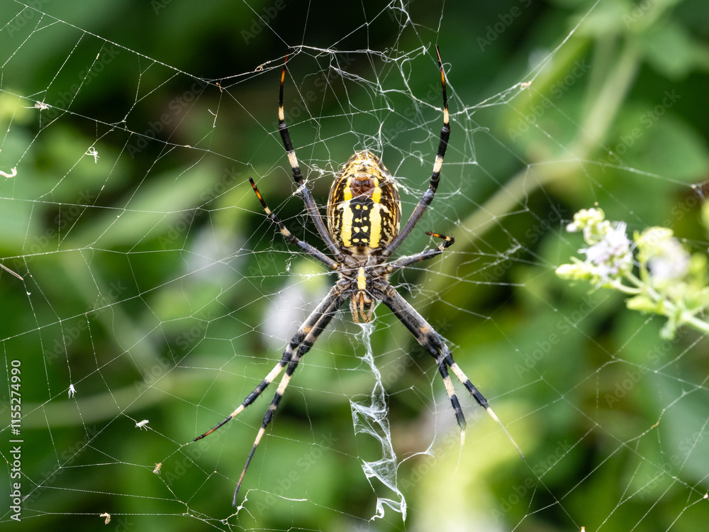 orb weaver spider waiting on her web orb weaver spider waiting on her web