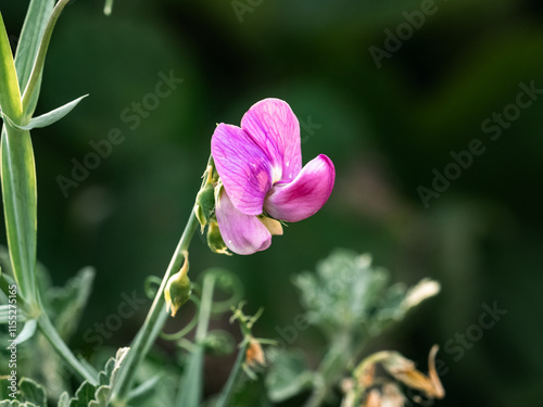 Beautiful pink sweet pea flowers 4 photo