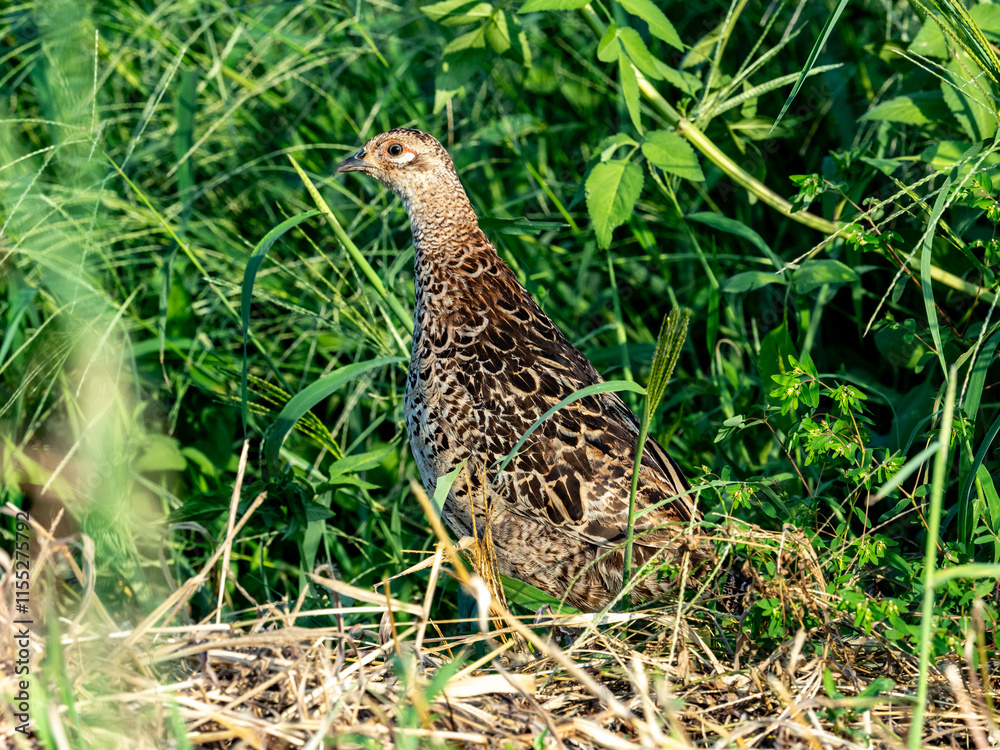 Pheasant Family in a field photo series 20 Pheasant Family in a field photo series 20