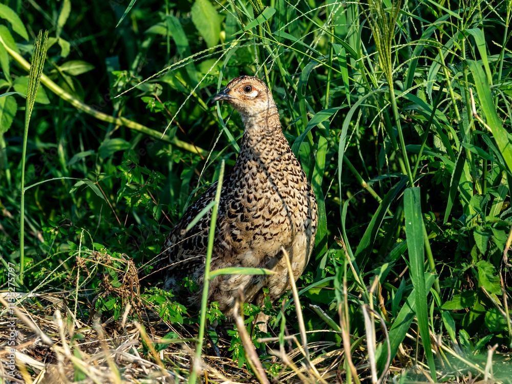 Pheasant Family in a field photo series 19 Pheasant Family in a field photo series 19