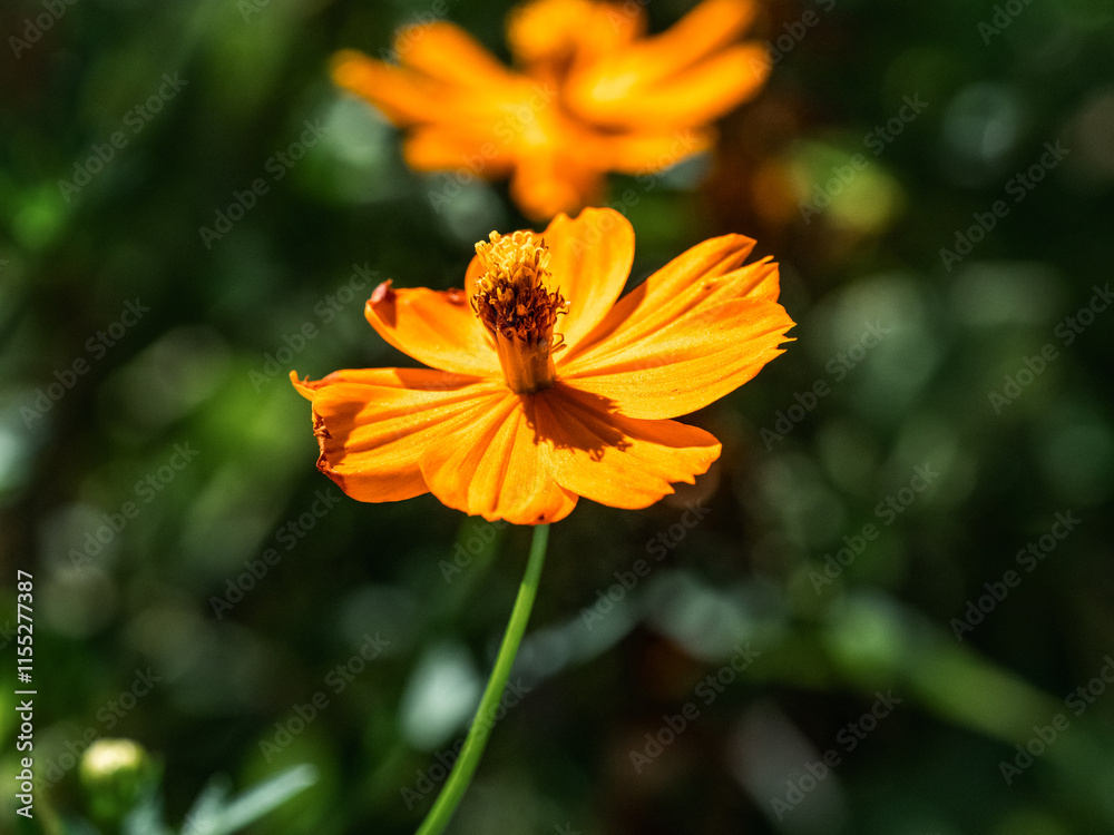 bright golden cosmos wild flower in bloom 6 bright golden cosmos wild flower in bloom 6