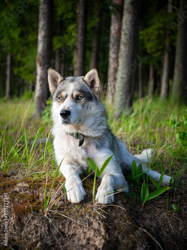 Portrait of a Siberian dog breed during sunset in a meadow. photo
