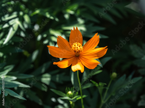 bright golden cosmos wild flower in bloom 7