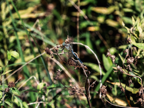 male white-tailed skimmer on dead weeds 1