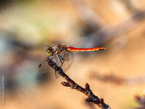 An Autumn Darter Dragonfly perched on a stick 7