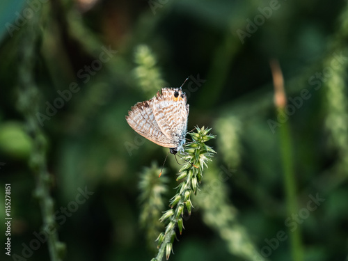 Small Pea Blue Butterfly resting on a leaf 2