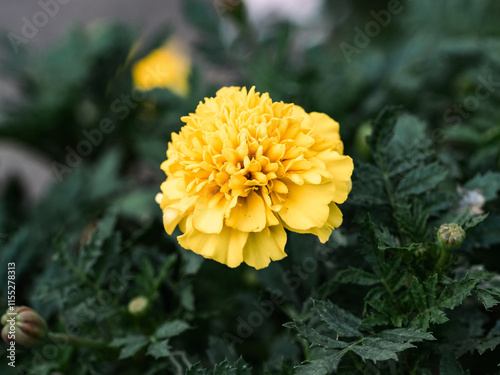 bright yellow marigold flower in bloom