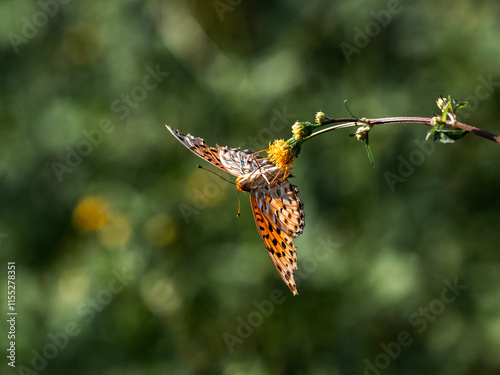 Tropical Fritillary butterfly on small flowers 5