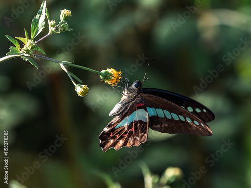 Common Bluebottle Butterfly on small flowers 2
