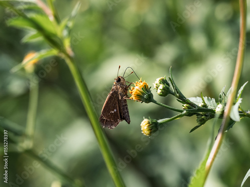 grass skipper butterfly on a small yellow flower 1