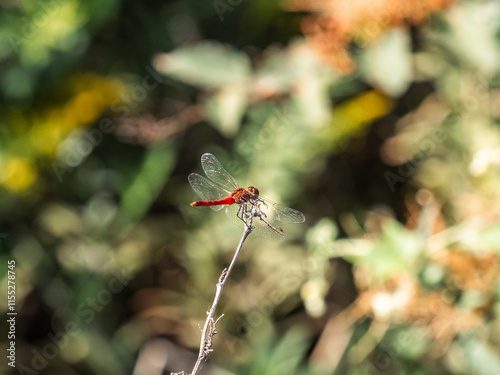 An Autumn Darter Dragonfly perched on a stick 1